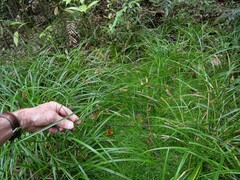 Carex solandri