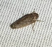 Curtara insularis