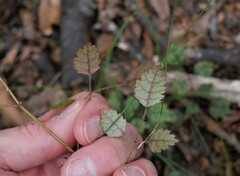 Rubus australis