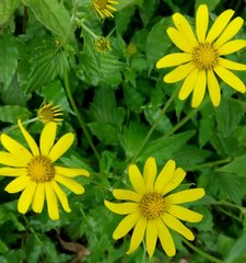 Senecio bombayensis