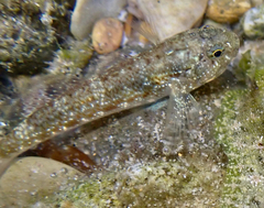 Bathygobius cocosensis