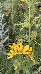 Engelmannia peristenia