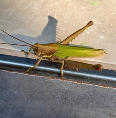 Coryacris angustipennis