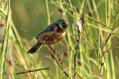 Sporophila ruficollis