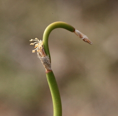 Desmocladus lateriflorus