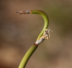 Desmocladus lateriflorus