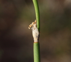 Desmocladus lateriflorus