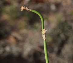 Desmocladus lateriflorus