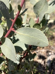 Arctostaphylos glauca