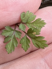 Chaerophyllum procumbens