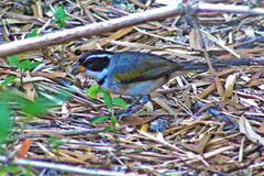 Arremon flavirostris