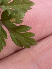 Chaerophyllum procumbens