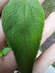 Steiractinia sodiroi