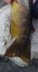 Salmo trutta