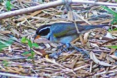 Arremon flavirostris