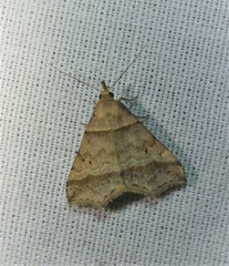 Phalaenophana pyramusalis