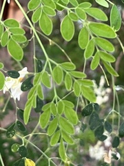 Moringa
