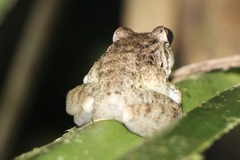 Craugastor fitzingeri