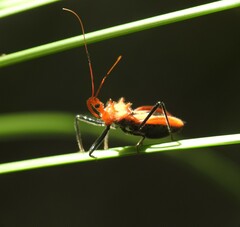 Gminatus