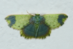 Hydata pellucidaria versifusa