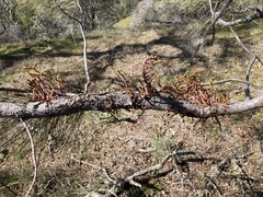 Arceuthobium campylopodum