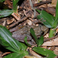 Scinax fuscovarius