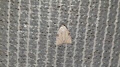 Barasa cymatistis