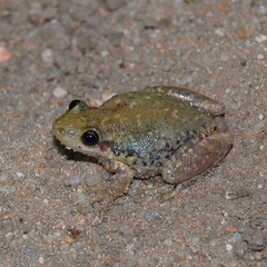 Scinax fuscovarius