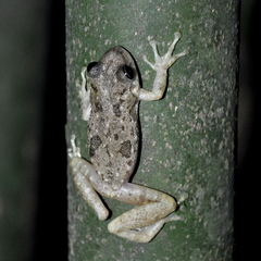 Scinax granulatus
