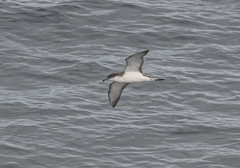 Puffinus gavia