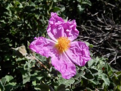 Cistus creticus