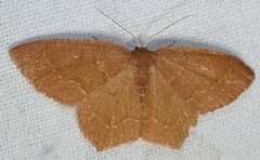 Thalera pistasciaria