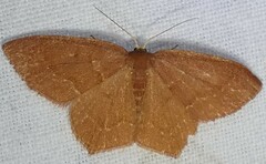 Thalera pistasciaria