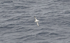Puffinus gavia