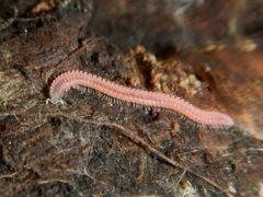 Gosodesmus claremontus