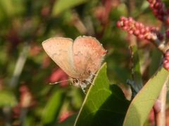 Callophrys augustinus