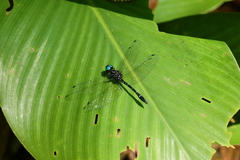 Macrothemis tessellata