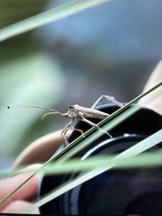 Acanthocephala declivis