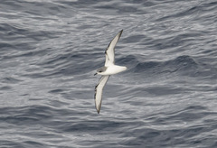 Puffinus gavia