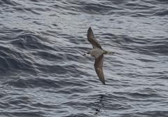 Puffinus gavia