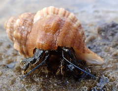 Clibanarius virescens