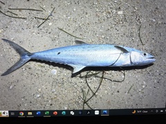 Scomberomorus maculatus