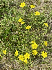 Potentilla argentea