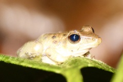 Craugastor crassidigitus