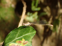 Aciagrion migratum