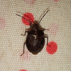 Antiteuchus tripterus