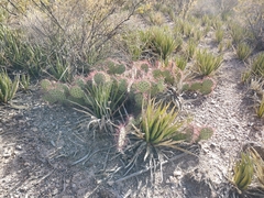 Opuntia stenopetala