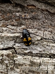 Glischrochilus fasciatus