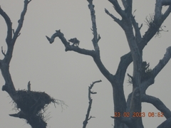 Haliaeetus leucogaster