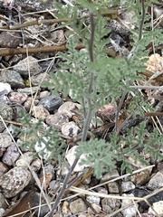 Gilia stellata